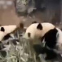 Как панды от землетрясения спасались (ФОТО)