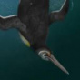 Открыт новый вид древних пингвинов, который был максимально похож на современных (ФОТО)