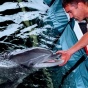 Боевые дельфины и другие животные с ответственными профессиями (ФОТО)