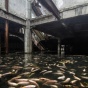 Удивительное зеро, кишащее рыбой, в сгоревшем торговом центре (ФОТО)