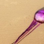 На австралийском пляже нашли необычную медузу (ФОТО)