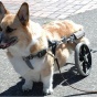 Чудеса гуманности: коляски для собак-инвалидов