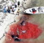 Во Флориде дельфины совершили массовое самоубийство (ФОТО)