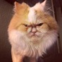 Шестилетний перс с суровым взглядом - "преемник" сердитой кошки (ФОТО)