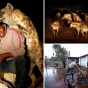 Удивительное рядом: как эфиопский город живёт в соседстве с хищниками саванны (ФОТО)