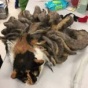 Нестриженая кошка едва не умерла под весом собственной шерсти (ФОТО)