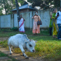 Корову Рани из Бангладеш посмертно официально признали самой маленькой и милой в истории