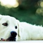 Удивительный пёс отказался покидать умирающего друга (ФОТО)