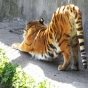 Посетитель калининградского зоопарка разделся перед тигром