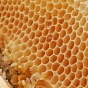 Гигантские пчелы дают галлюциногенный мёд (ФОТО)