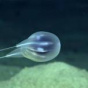 Американскими учеными открыт новый вид глубоководных существ