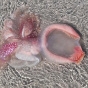 Найденное на австралийском берегу загадочное розоватое существо вызвало оживленные дебаты