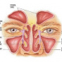Врачи назвали 5 главных причин гайморита