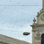 Рой пчел заблокировал движение в Лондоне