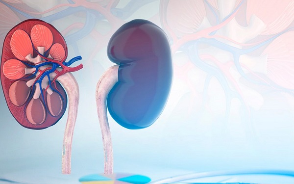 Почему появляется рак почек