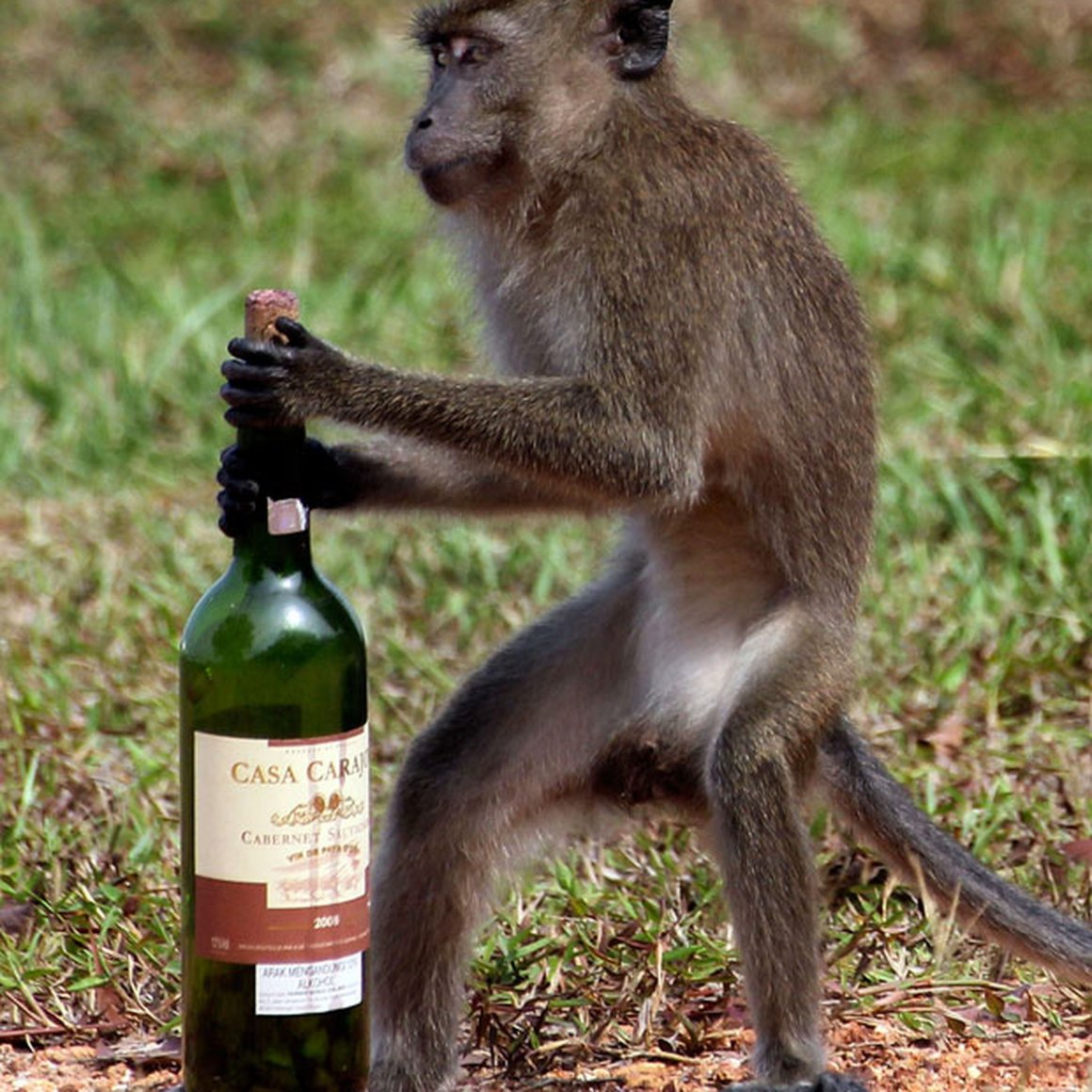 В Индии обезьяна пристрастилась к алкоголю, забралась в винный магазин и на...