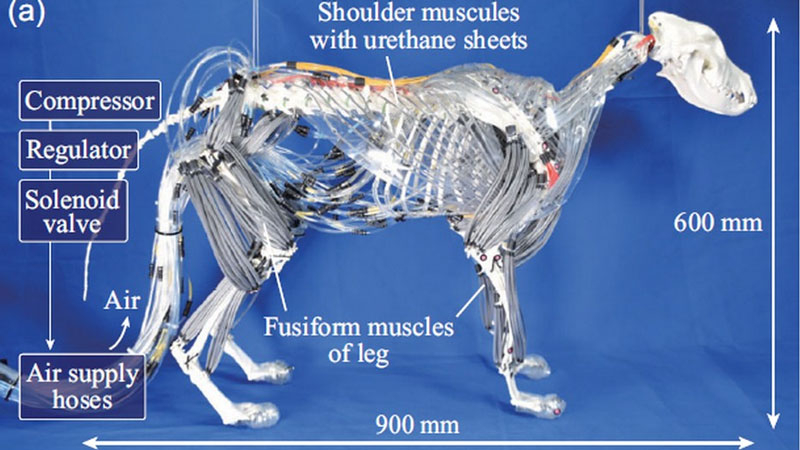 Анатомія роботів: Advanced Robotics Research 2025