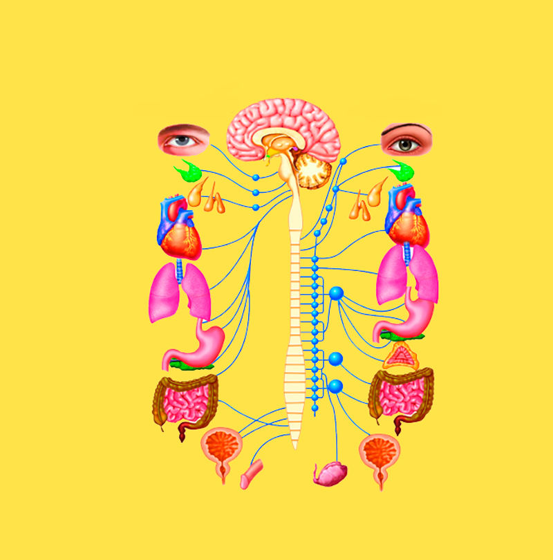 Як &laquo;включити&raquo; парасимпатичну систему і позбутися стресу