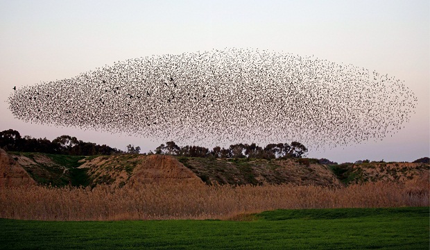 A flock of migrating starlings is seen a