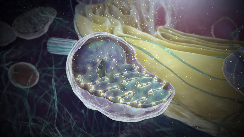 Митохондрии и здоровье: Почему полезно не есть по вечерам