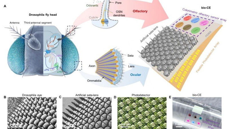 Мушині очі: Nature Communications 2026
