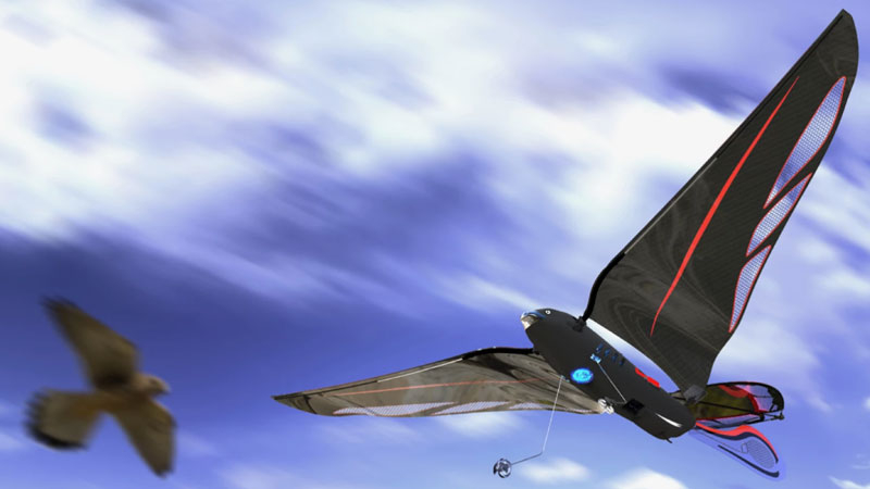 Орнітоптер і інженер: Edwin Van Ruymbeke