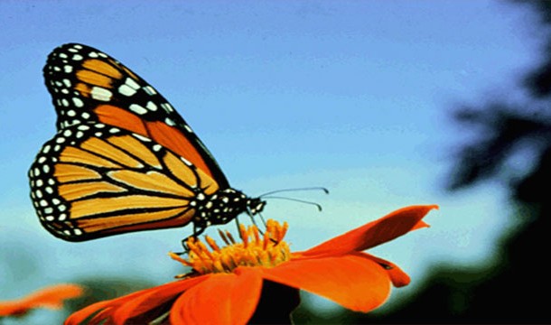 522-610x360