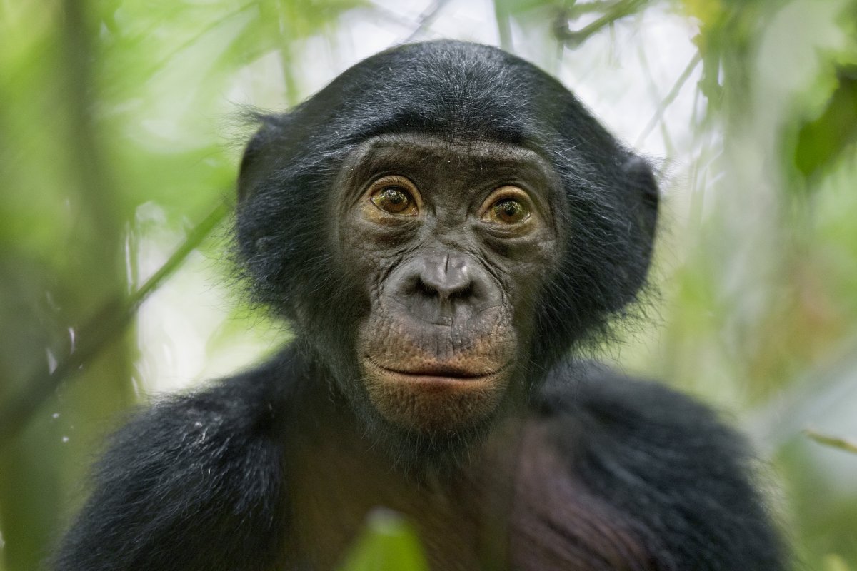 this-five-year-old-wild-bonobo-was-exceptionally-curious-in-the-democratic-republic-of-congo