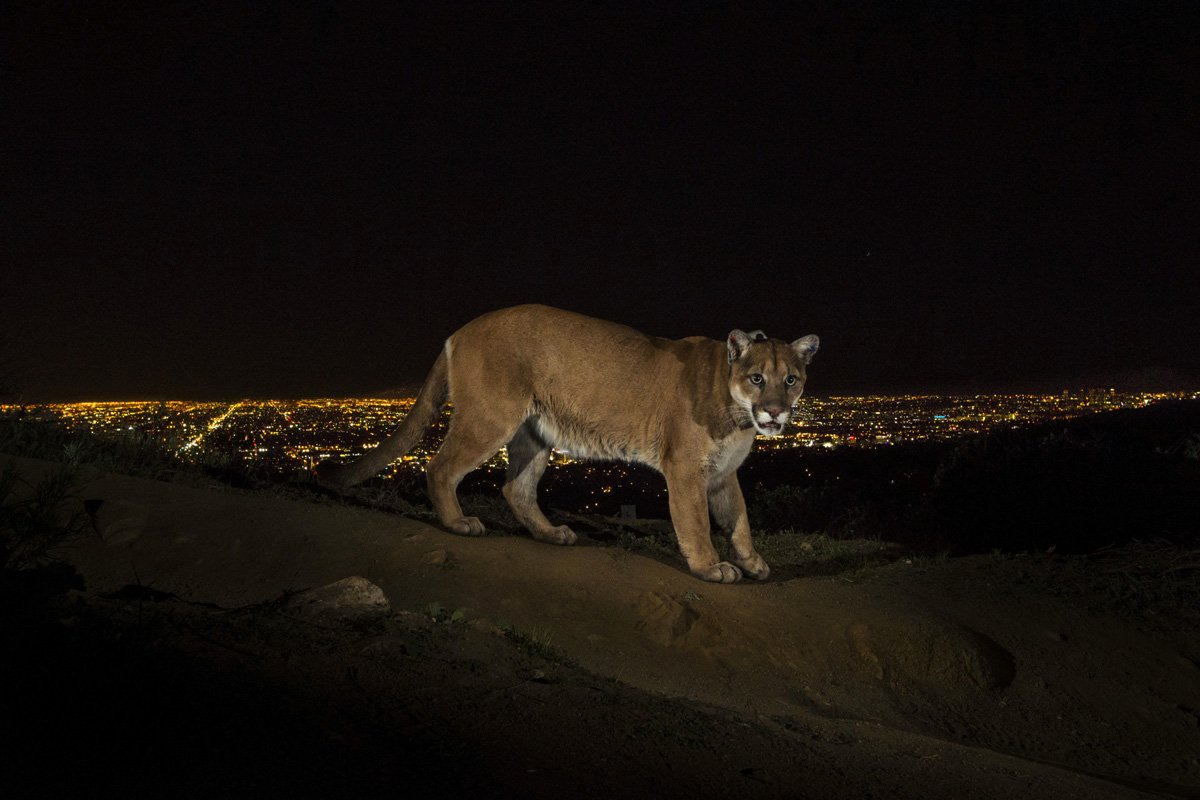 a-cougar-walking-a-trail-in-los-angeles-griffith-park-is-captured-by-a-camera-trap-cougars-are-increasingly-being-seen-in-the-towns-and-cities-of-the-los-angeles-area