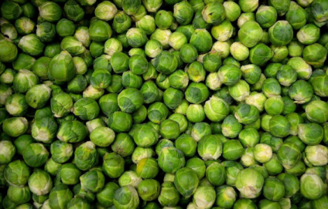 Брюссельська капуста