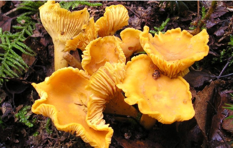 Кому категорично заборонено їсти лисички лисички