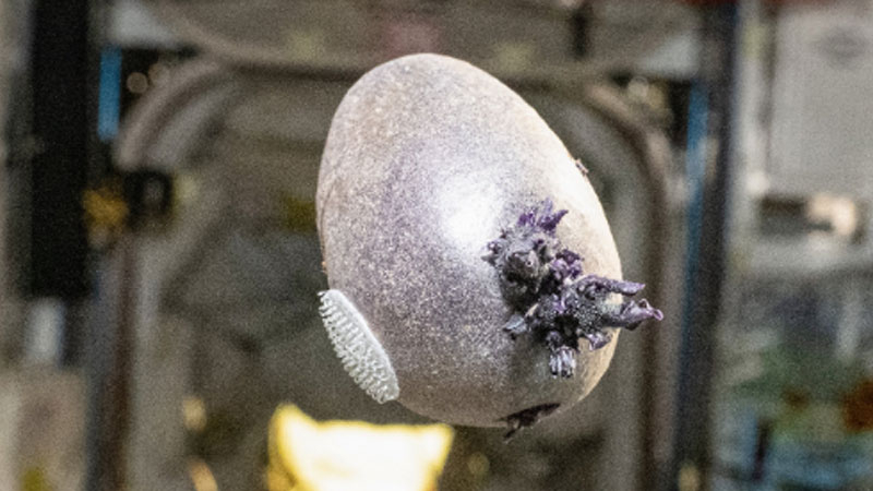 Картопля: Don Pettit