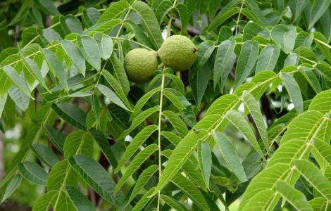 листя чорного горіха