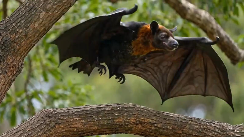 Штучний інтелект: happyhorse-ai.com