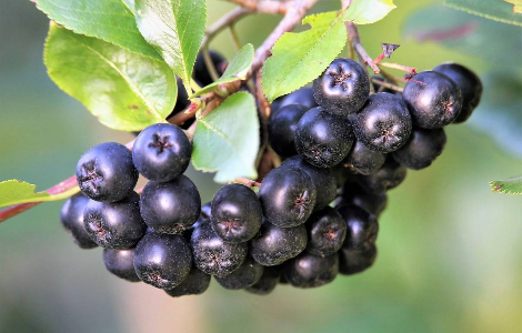 Ягода, яка допомагає людині боротися з раком Чорноплідна горобина
