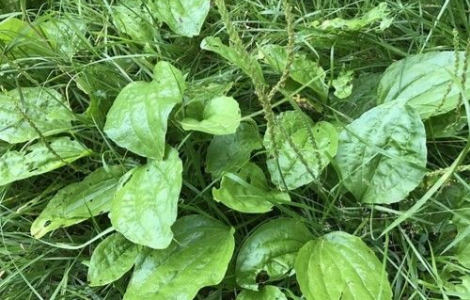 подорожник