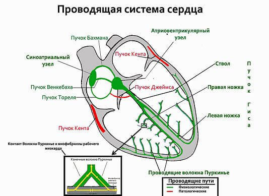 Тахикардия: что это и как бороться