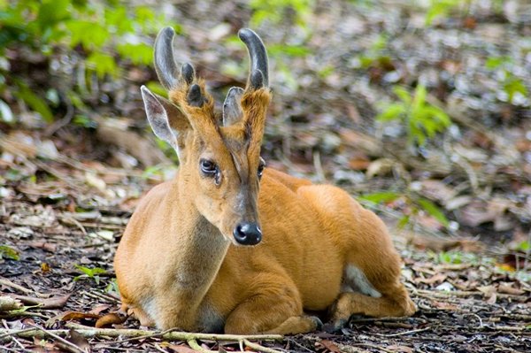 Топ 10 самых необычных животных (14 фото)