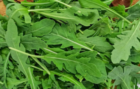 рукола