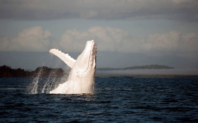 albino-animals-5-640x398