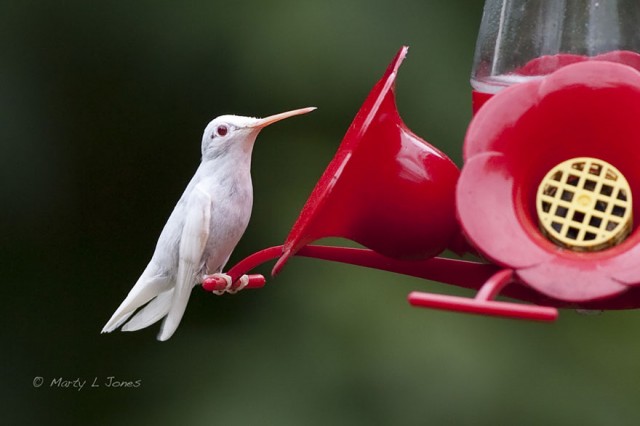 albino-animals-7-640x426