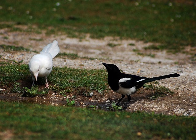 albino-animals-13-640x456