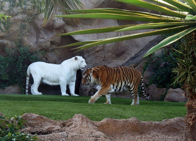 albino-animals-14-640x461