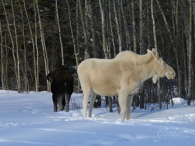 albino-animals-17-640x480