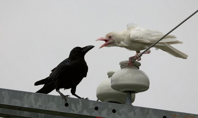 albino-animals-2-640x381