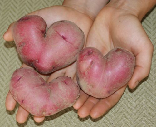 heart-shaped-potatoes-620x