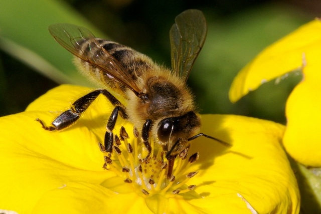 Пчелы под угрозой исчезновения