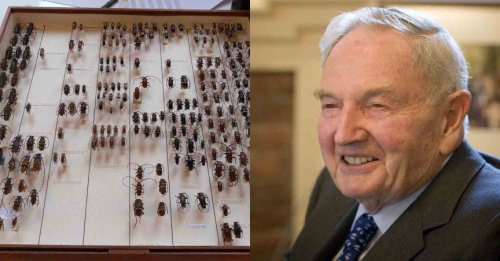 Дэвид Рокфеллер - Коллекция жуков. Старейший член семьи Рокфеллеров обладает пристрастием к жукам. Насекомым, а не автомобилям. На самом деле, Дэвид Рокфеллер-старший начал собирать жуков, когда ему было меньше 10 лет (сейчас ему перевалило за 90 лет) и даже открыл несколько редких видов.