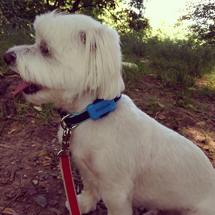 FitBark