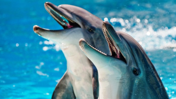 www.pbs_.org-how-smart-dolphins-vi